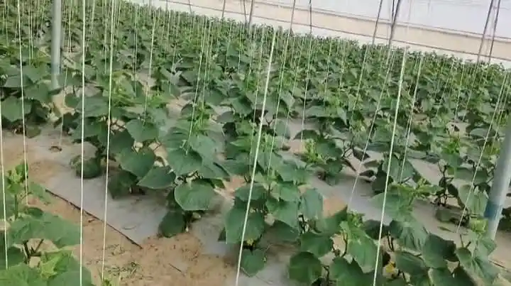 Image from FPO SAMACHAR: खीरा की खेती (Cucumber Farming) एक आसान और लाभकारी कृषि कार्य है, जो म...