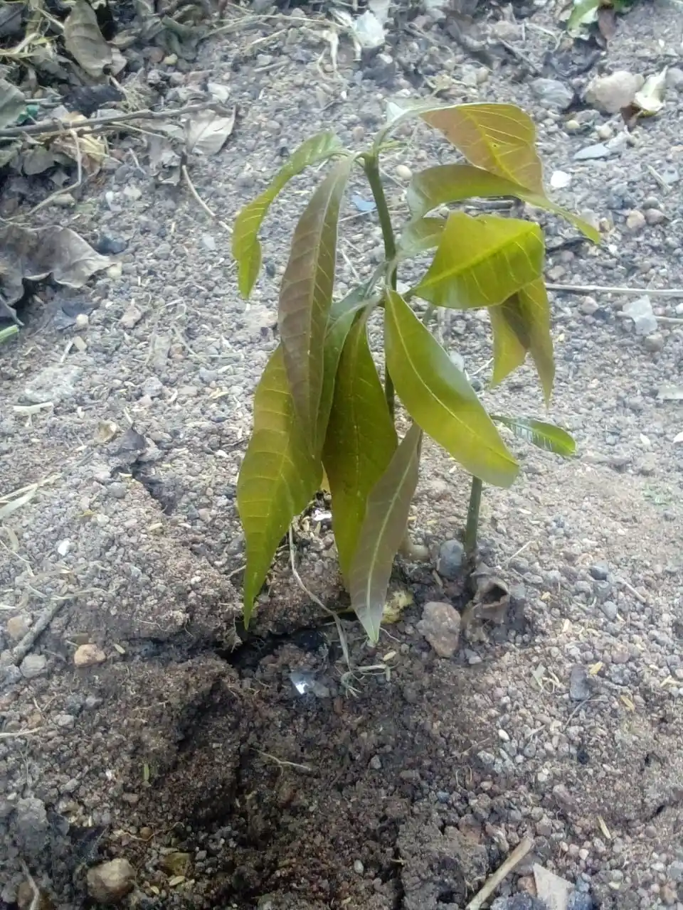 Young Francisco (Francisco Lucamba YF) post