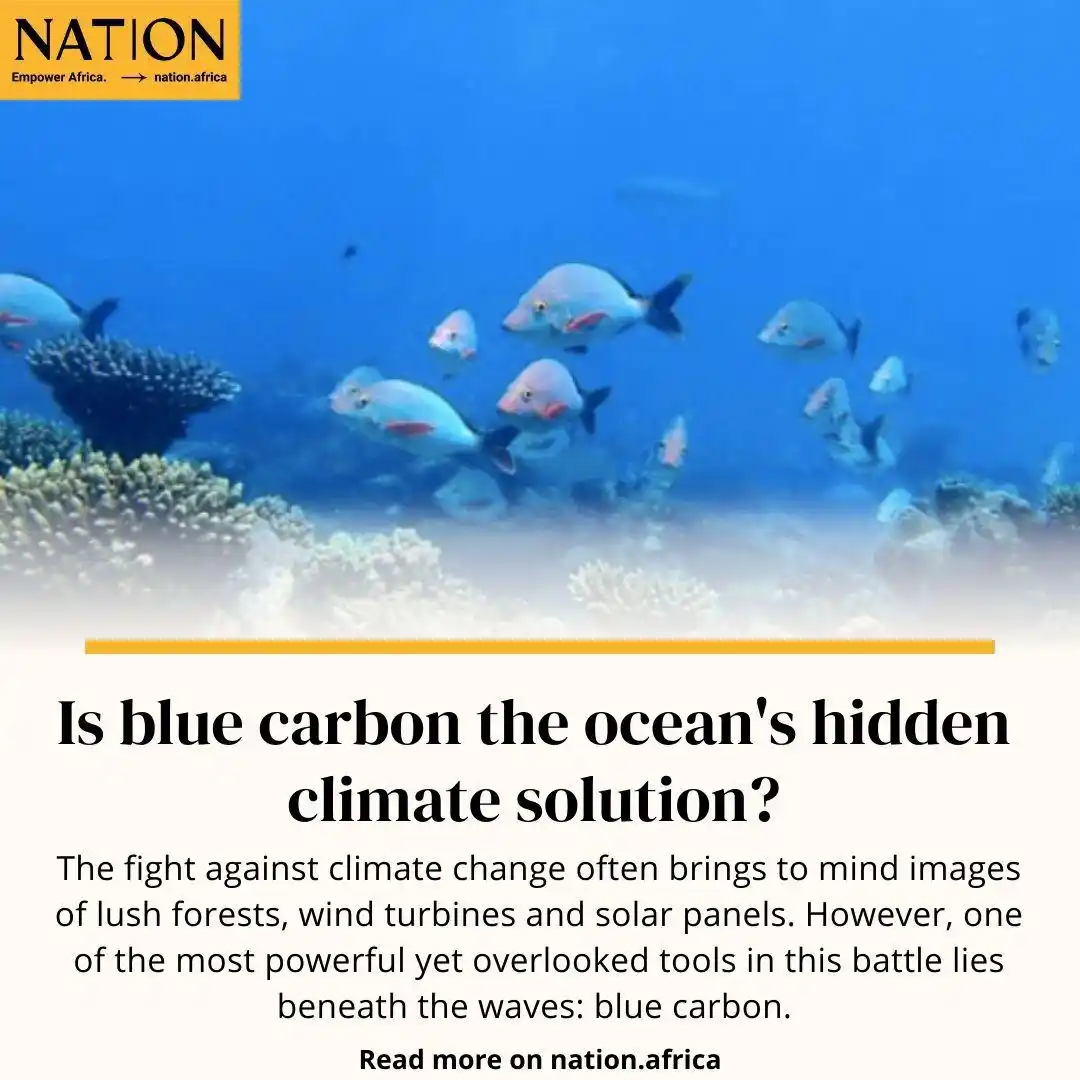 Image from Greenspace | Environment & Climate: Is blue carbon the ocean's hidden climate solution? <a class="text-bl...