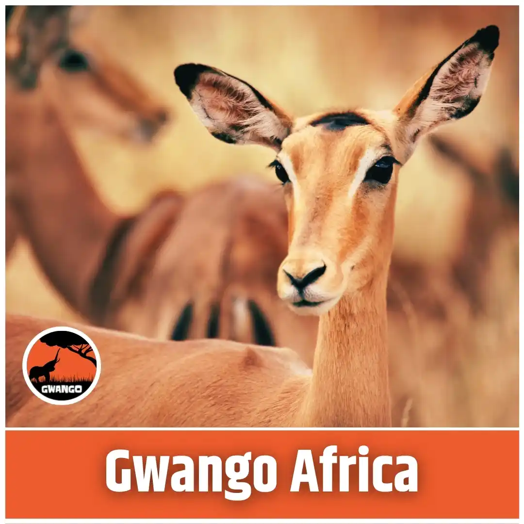 Image from Gwango Africa: Join the <a class="text-blue-500 hover:underline cursor-pointer" href=...