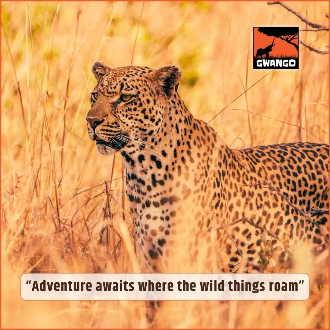 Gwango Africa post