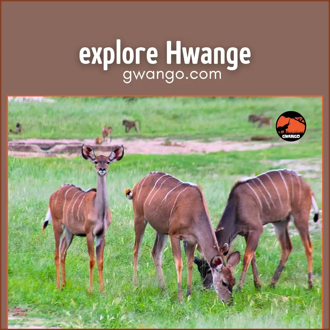 Image from Gwango Africa: There's a spirit of adventure that fills the air when you come to <a c...