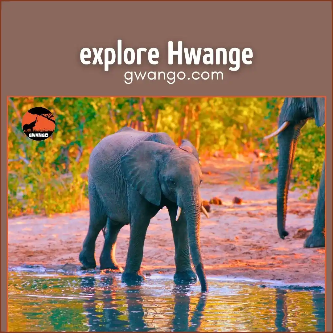 Image from Gwango Africa: The parade of <a class="text-blue-500 hover:underline cursor-pointer" ...