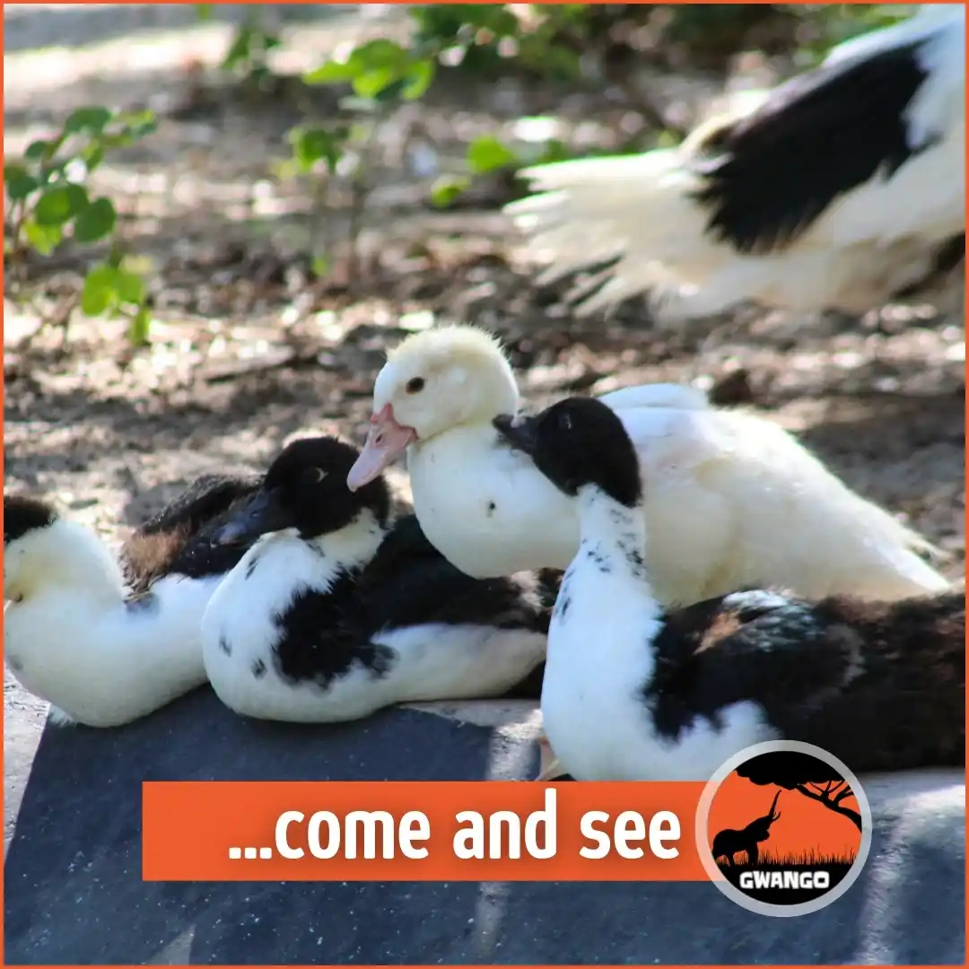 Image from Gwango Africa: Visit https://gwango.com/news/too-much-algae-in-the-duck-pond/ to read...