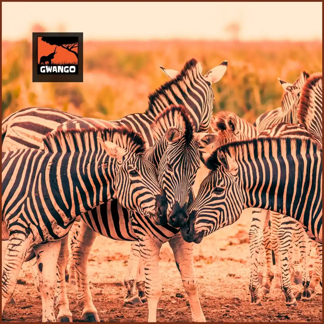 Image from Gwango Africa: Our newest lodge, <a class="text-blue-500 hover:underline cursor-point...