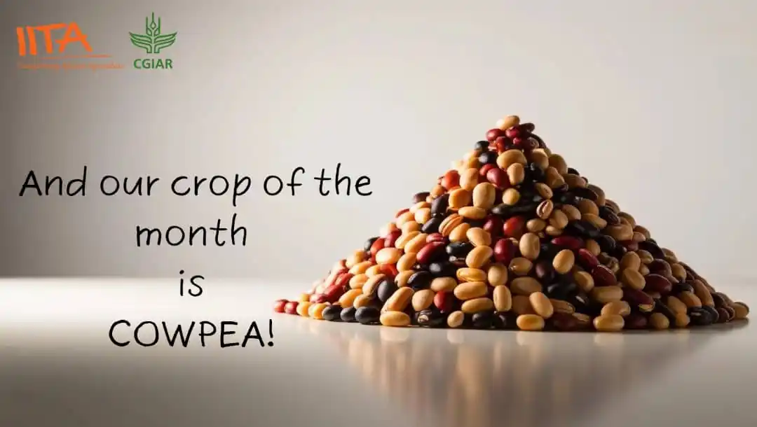 Image from IITA: Hello IITA. Our crop for the month is *COWPEA!* 🫘🫘 We will explore ...