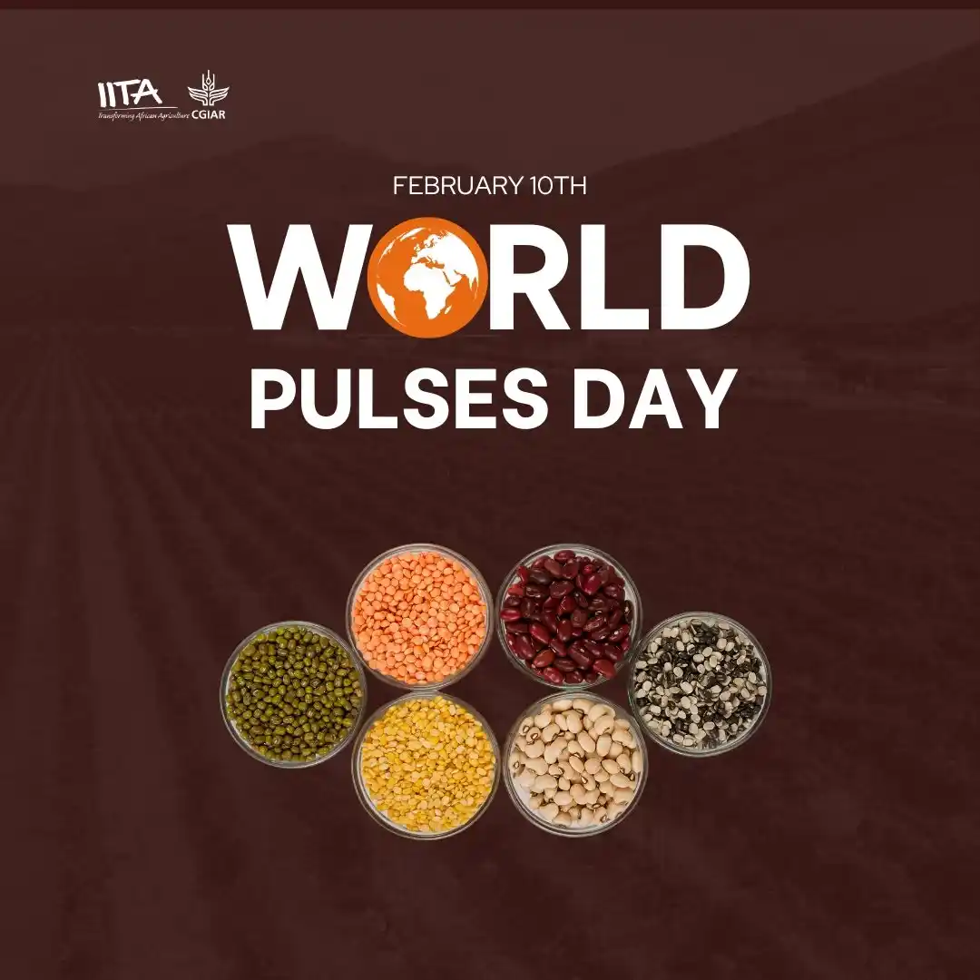 Image from IITA: Today is WorldPulsesDay! 🥳🫘🌱🎊 Pulses like cowpea are key to susta...