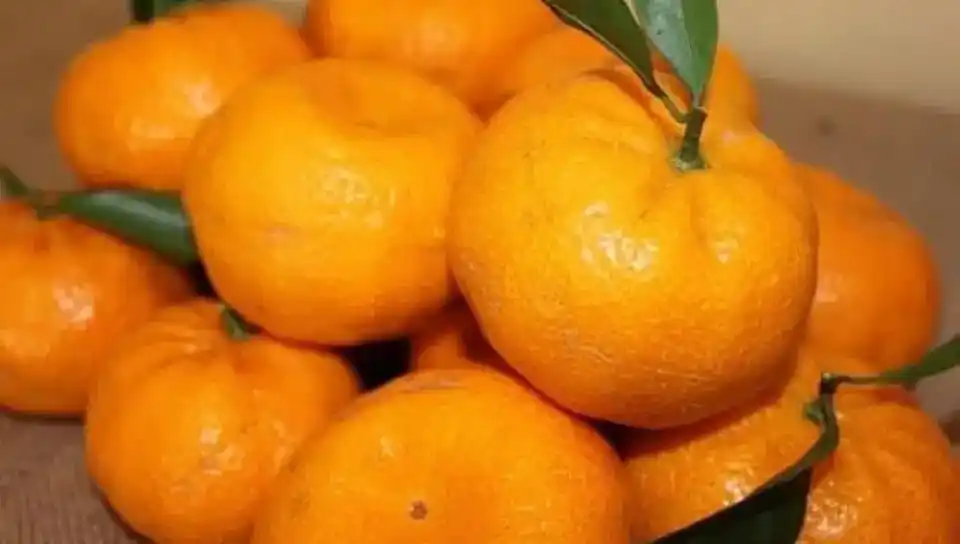 Image from InfoNegocios PY: Cítricos Paraguay se dedica a la venta de plantines de cítricos como n...