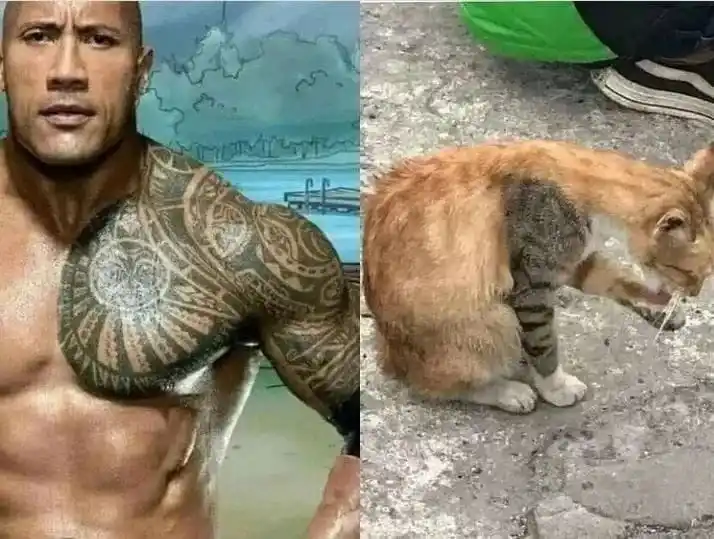 Just Memes post