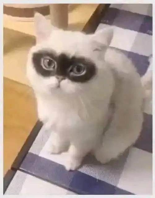 Just Memes post