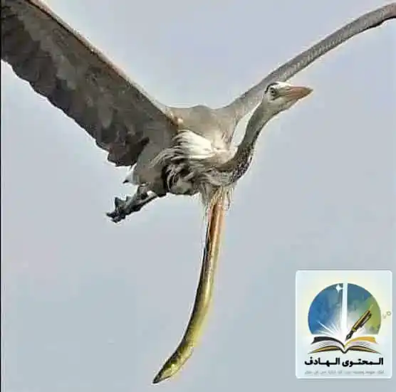 قناة المحتوى الهادف Canale for Purposeful content 👌 post