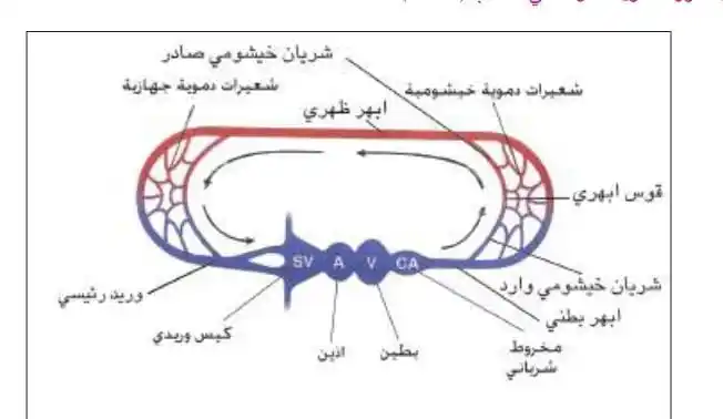 قناه الرابع العلمي للبنين post