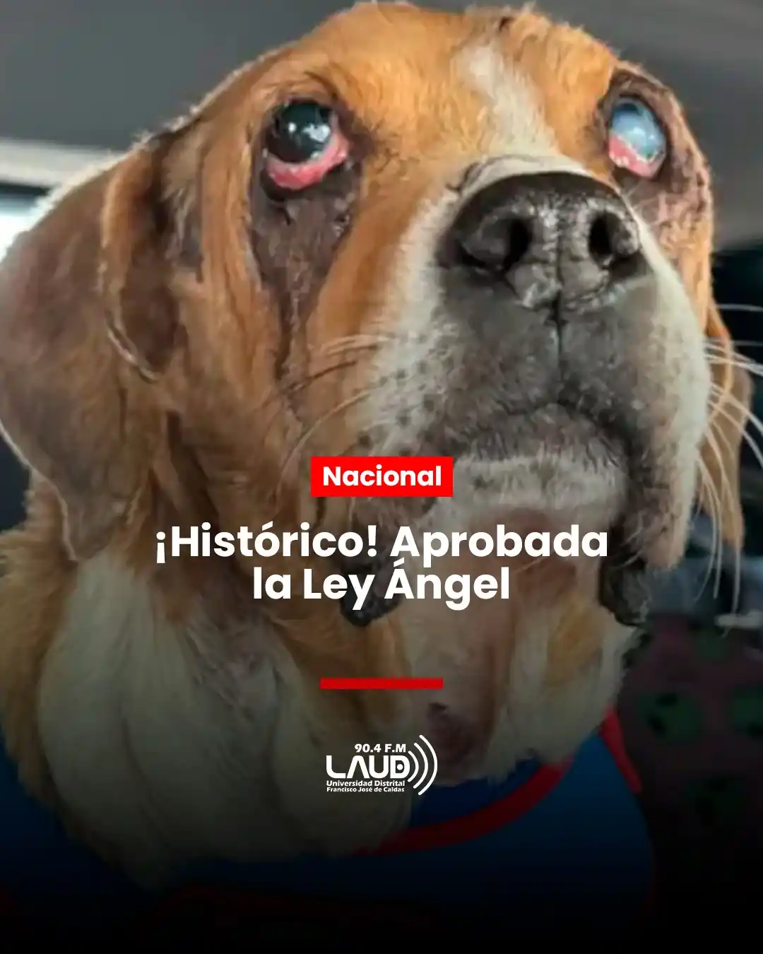 Image from LAUD Estéreo: 🐾💔 ¡Colombia da un gran paso contra el maltrato animal! La Ley Áng...