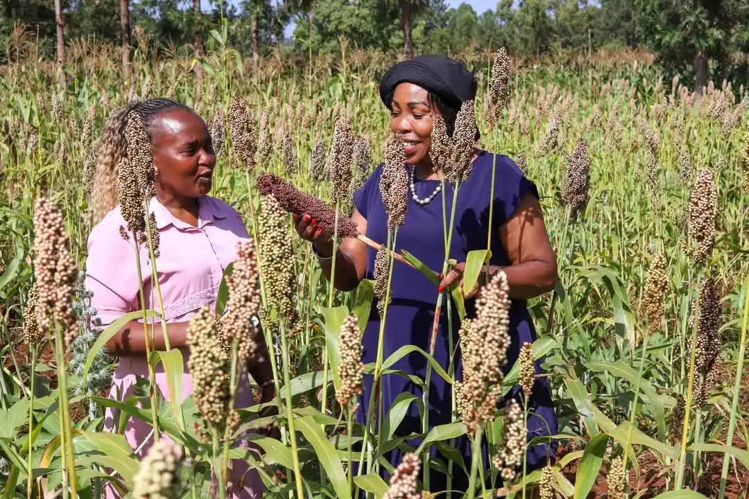 Image from πππ«π² πππ’π§π π’ ππ: Sorghum farming is a game-changer in Mwea Constituency. Last week, I...