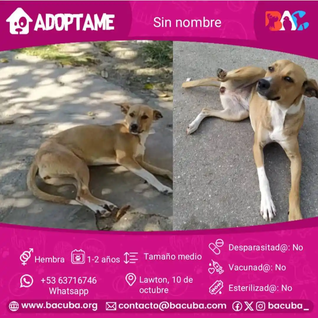 MASCOTAS EN ADOPCIÓN 🐶🐱 post
