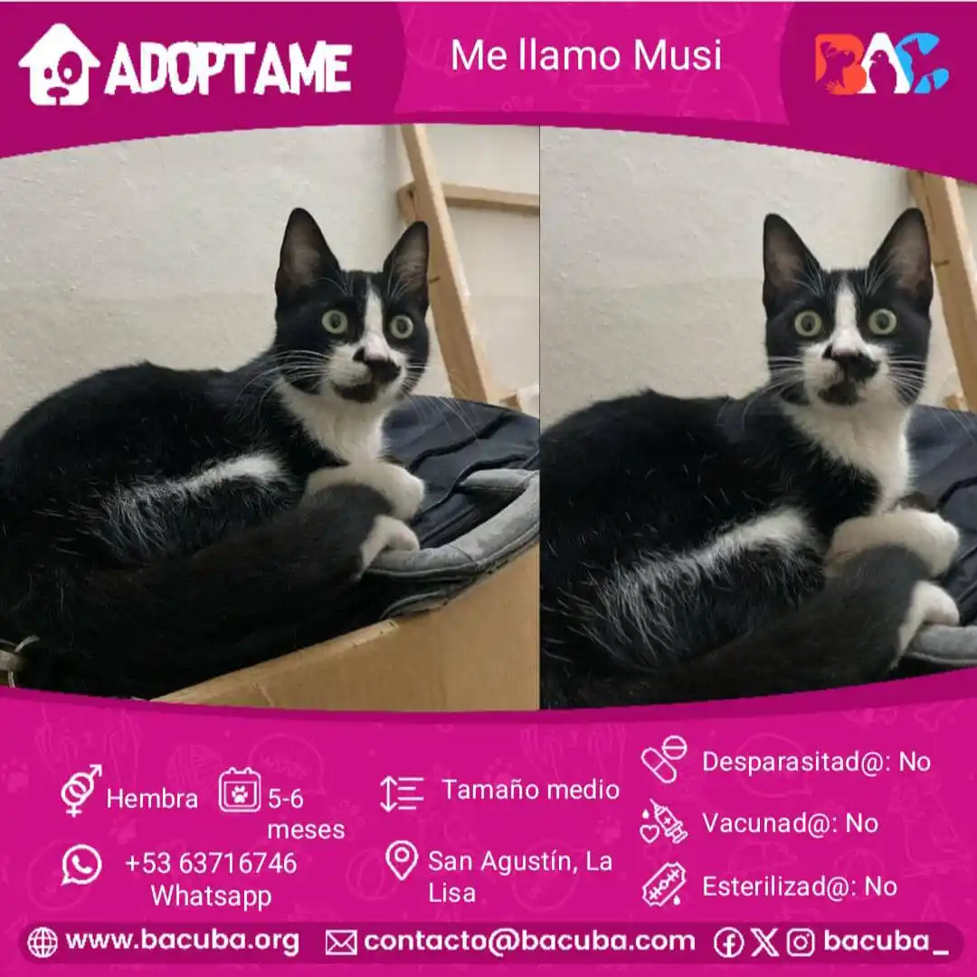 MASCOTAS EN ADOPCIÓN 🐶🐱 post