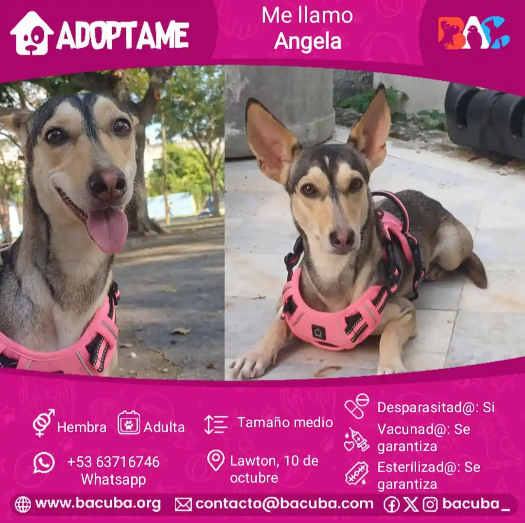 MASCOTAS EN ADOPCIÓN 🐶🐱 post