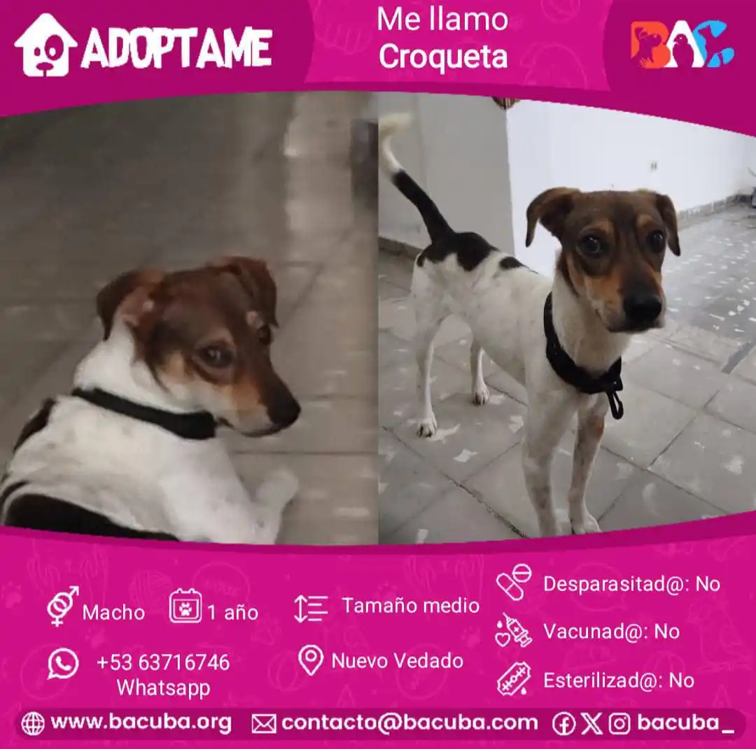 MASCOTAS EN ADOPCIÓN 🐶🐱 post
