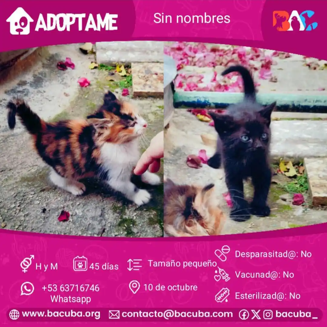MASCOTAS EN ADOPCIÓN 🐶🐱 post