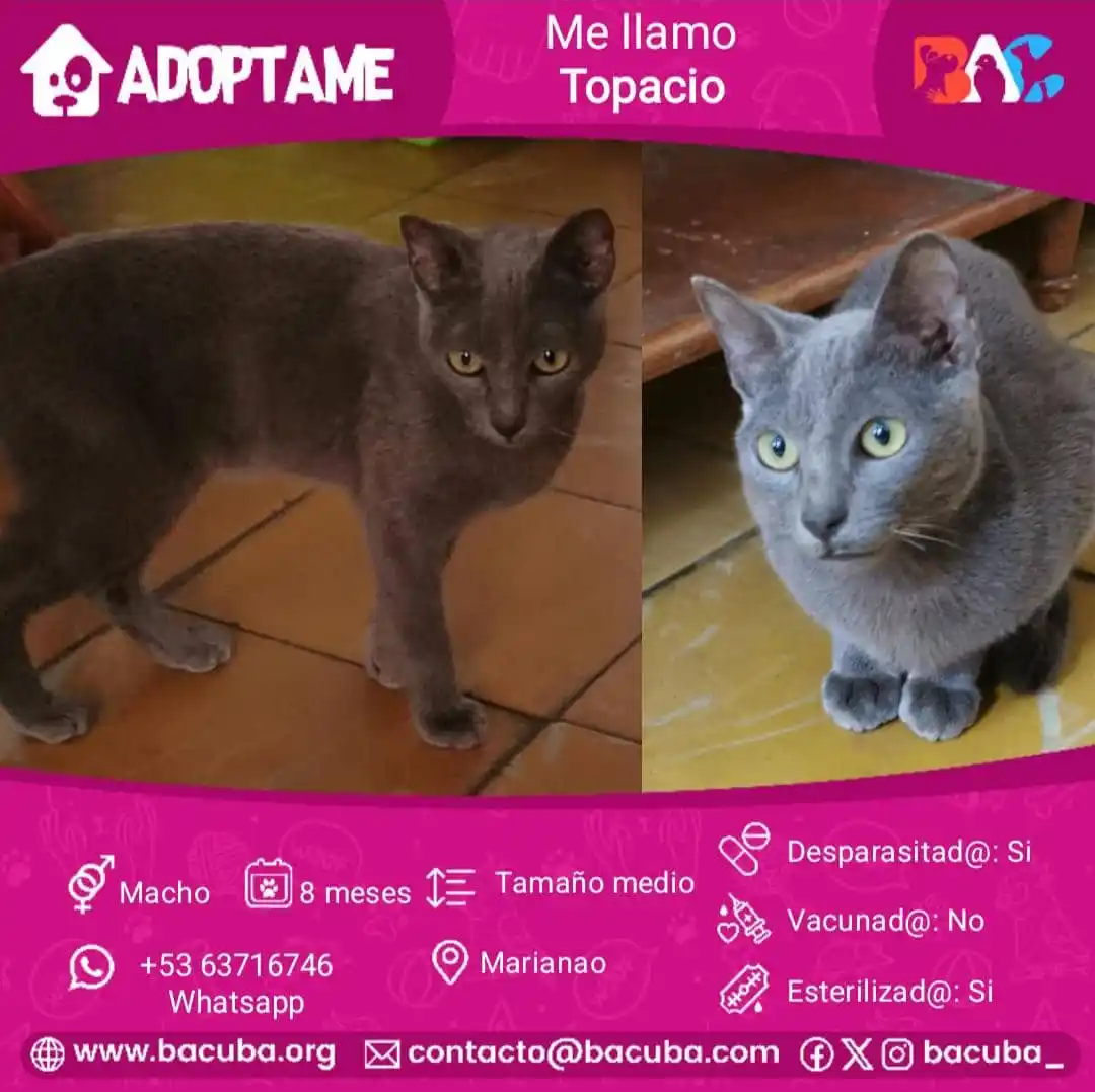 MASCOTAS EN ADOPCIÓN 🐶🐱 post
