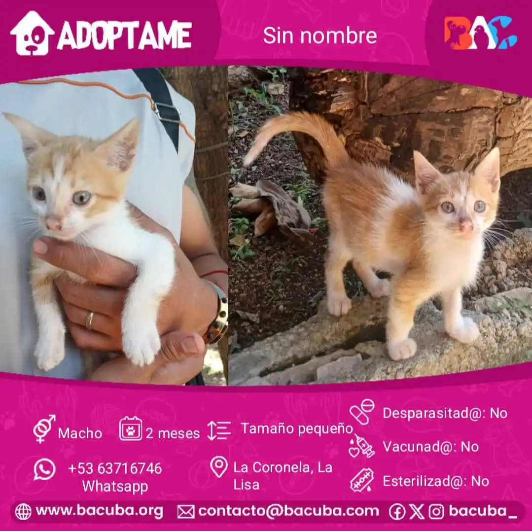 MASCOTAS EN ADOPCIÓN 🐶🐱 post