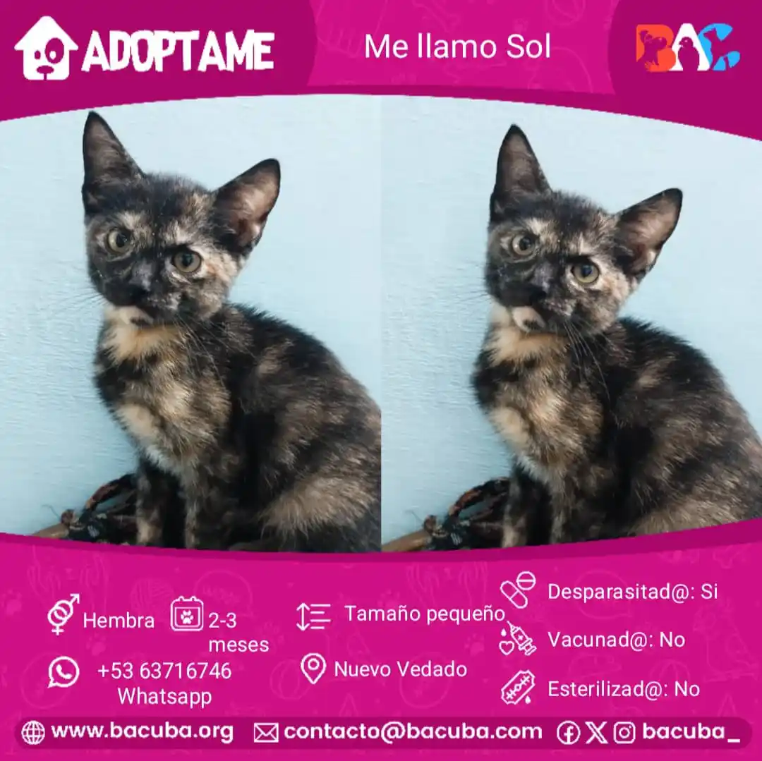 MASCOTAS EN ADOPCIÓN 🐶🐱 post