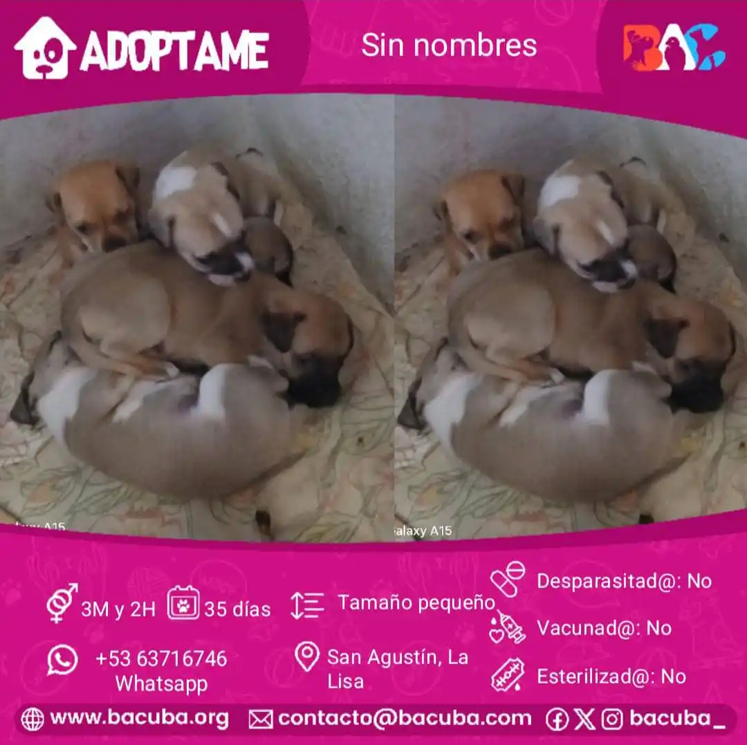 MASCOTAS EN ADOPCIÓN 🐶🐱 post