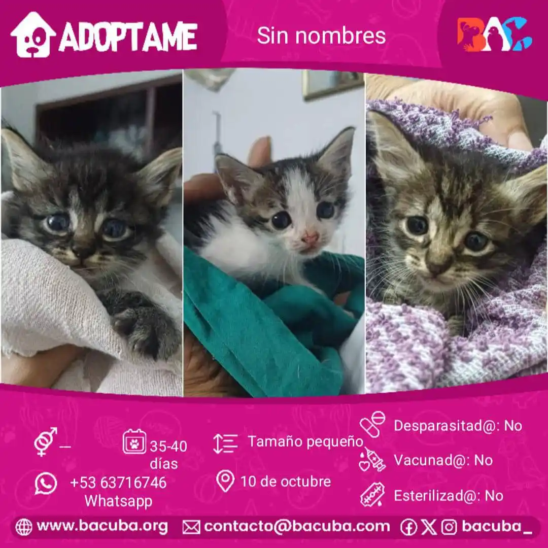 MASCOTAS EN ADOPCIÓN 🐶🐱 post