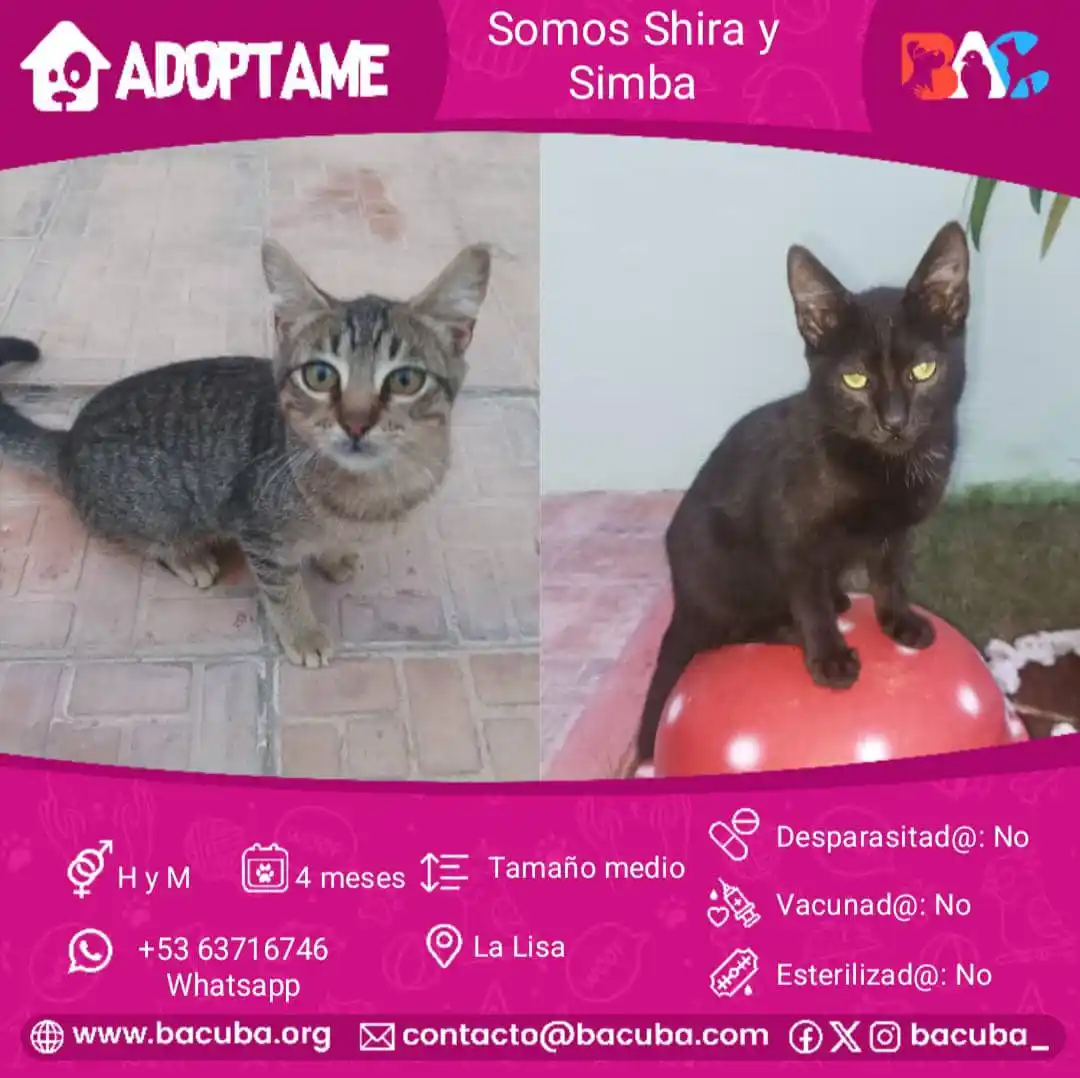 MASCOTAS EN ADOPCIÓN 🐶🐱 post