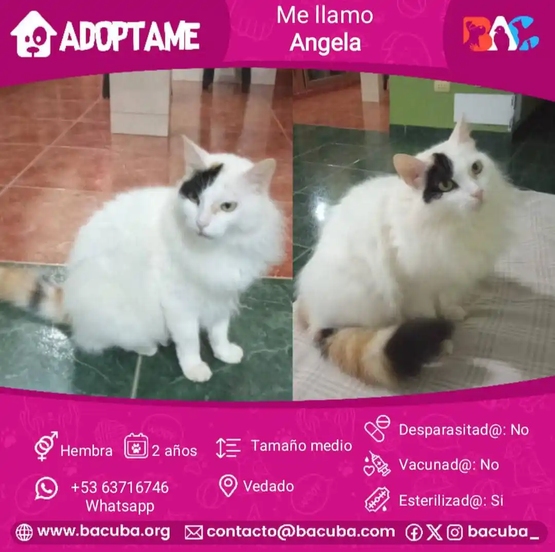 MASCOTAS EN ADOPCIÓN 🐶🐱 post
