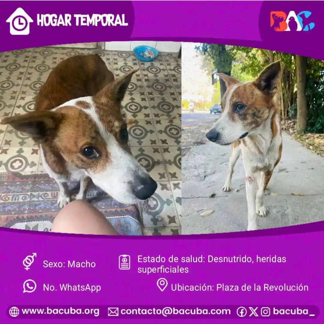 MASCOTAS EN ADOPCIÓN 🐶🐱 post