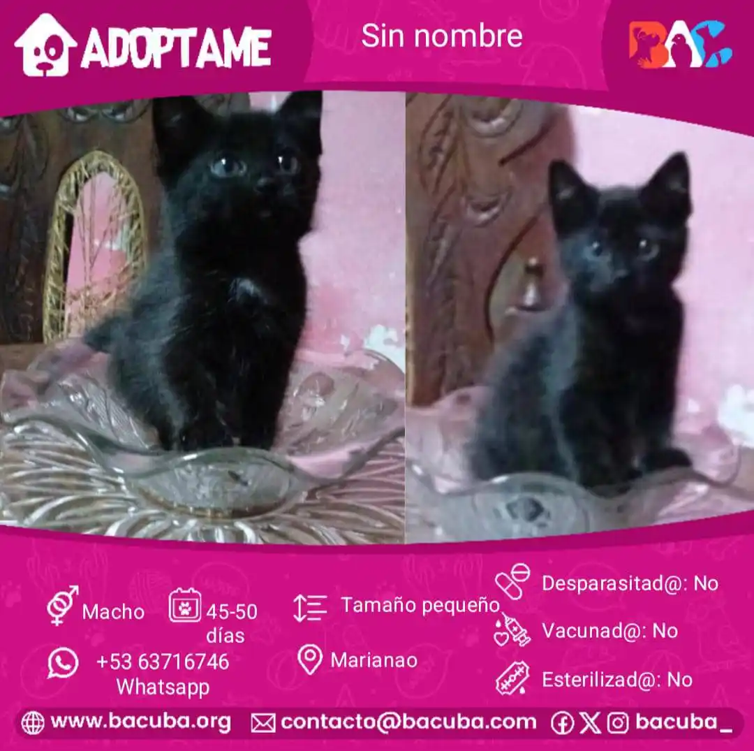 MASCOTAS EN ADOPCIÓN 🐶🐱 post
