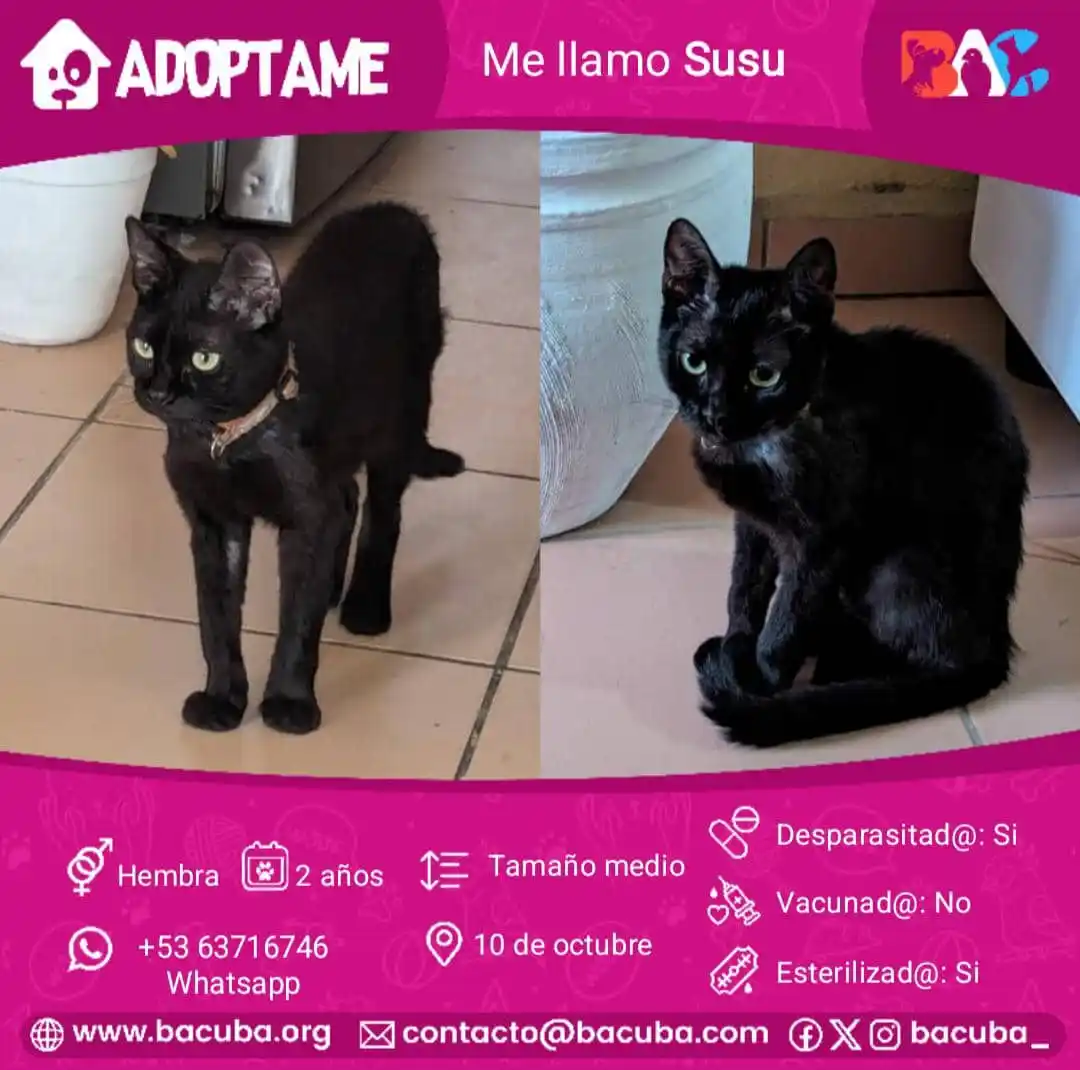 MASCOTAS EN ADOPCIÓN 🐶🐱 post