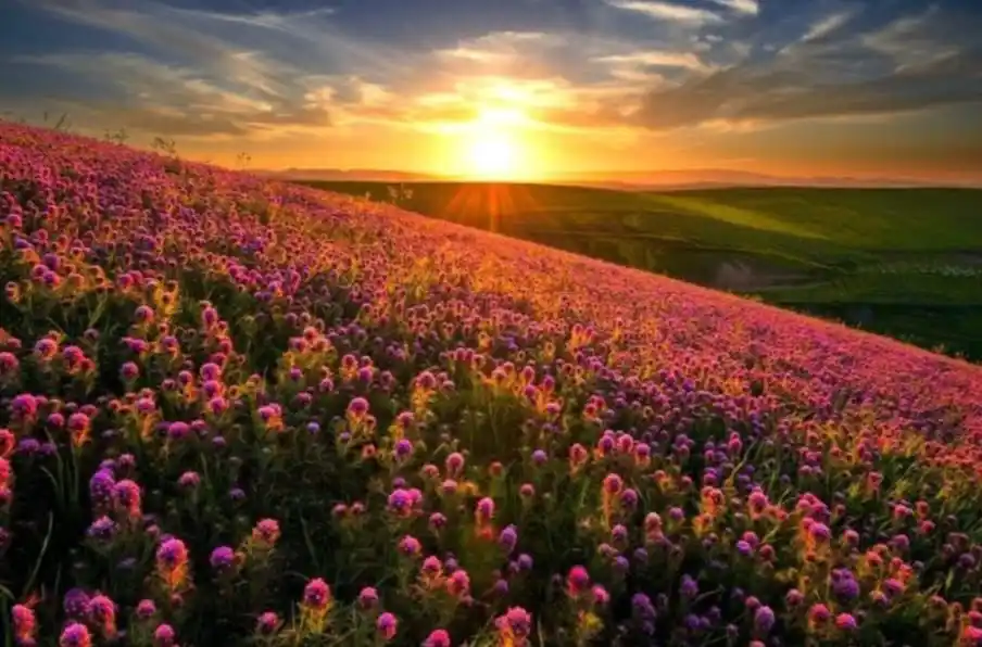 🌺Massage🌻Naturel 🌼 post