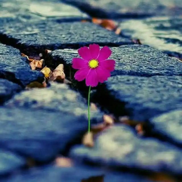 منوعات سلفية🌱🌸 post