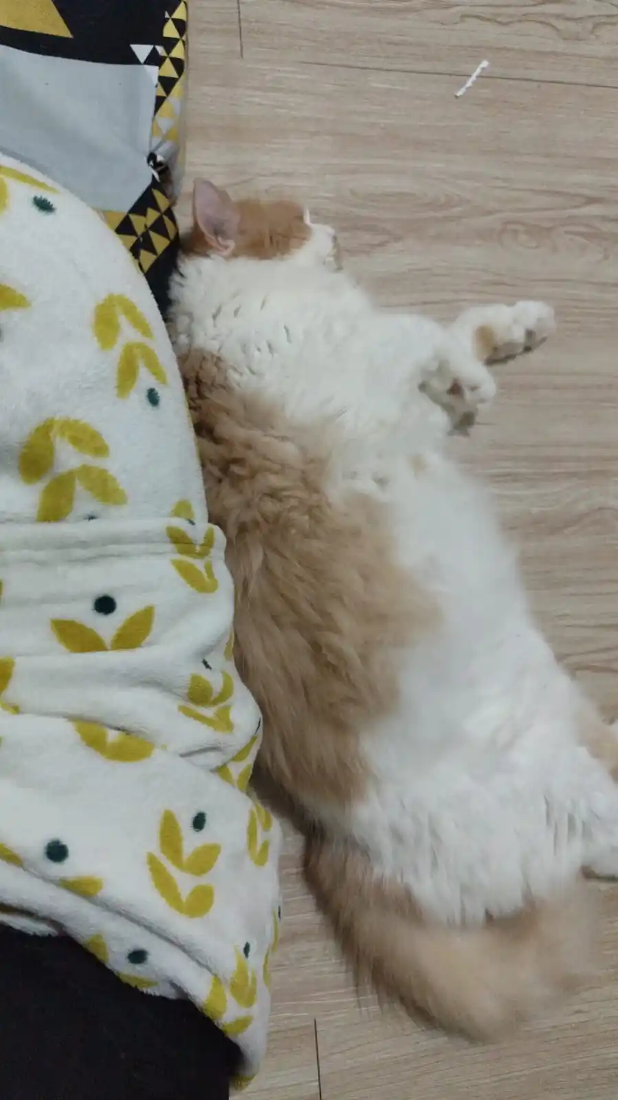 Image from Mocca Orenji: Ay si pmlas itu sdang sakit, tolong doain lkas pulih ia, enih ak lg mn...