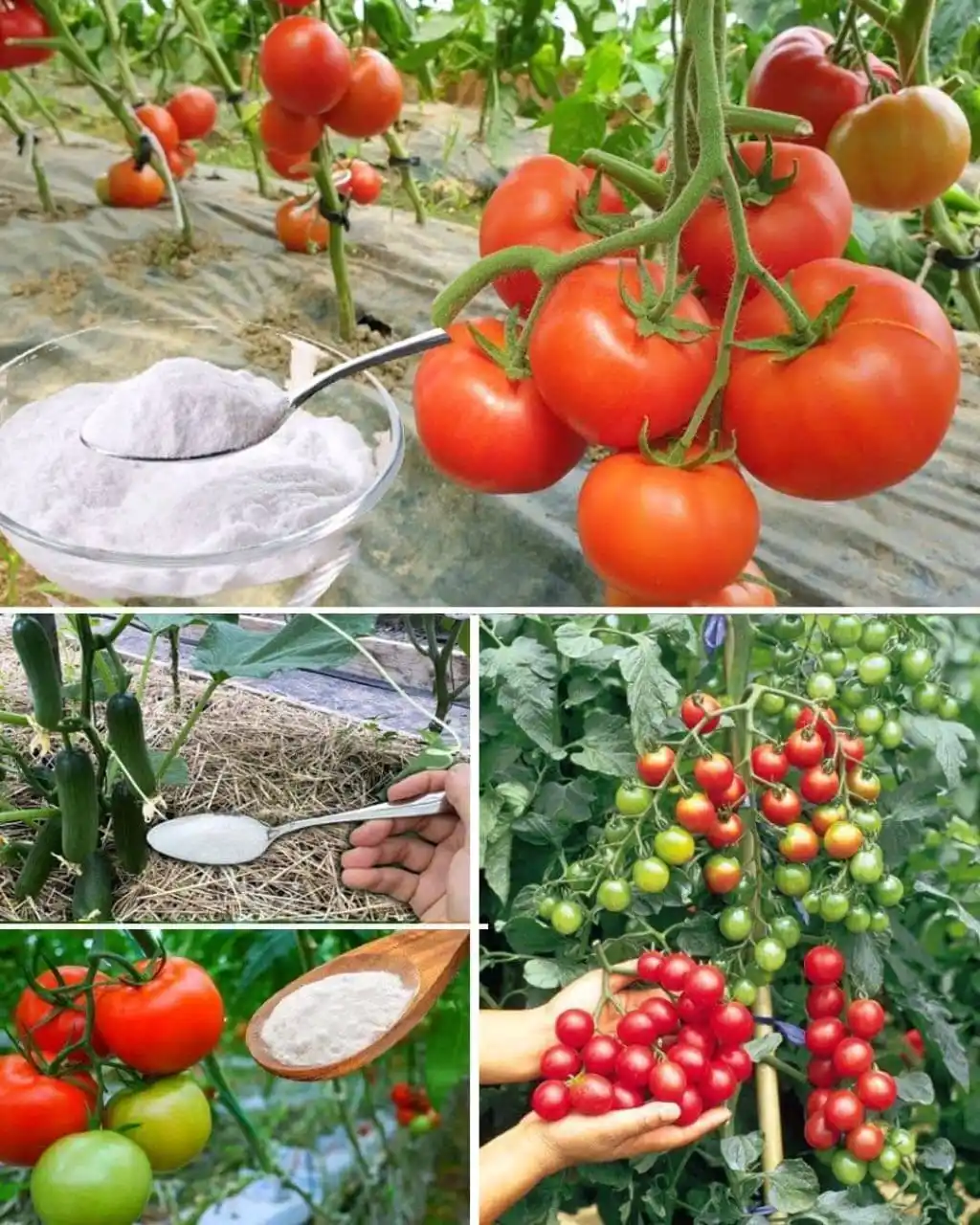 Mr. MEAT And Fresh Farm Produce 🥩🥬 EMPOWERING MY CIRCLE, Home Of EATING Healthy And LIVING Healthy post