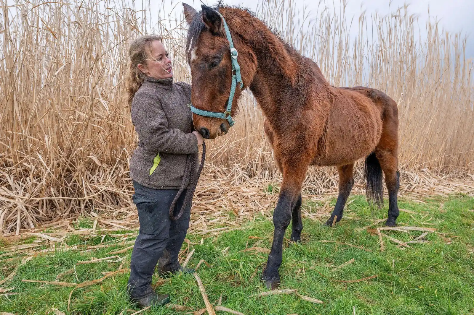 Image from NW Gütersloh: ➡️ *Rettung in letzter Sekunde: Pferd Johann vor dem Verhungern bewahr...