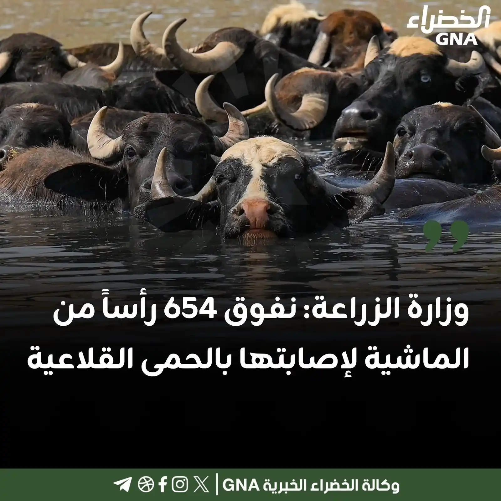 وكالة الخضراء الخبرية  post