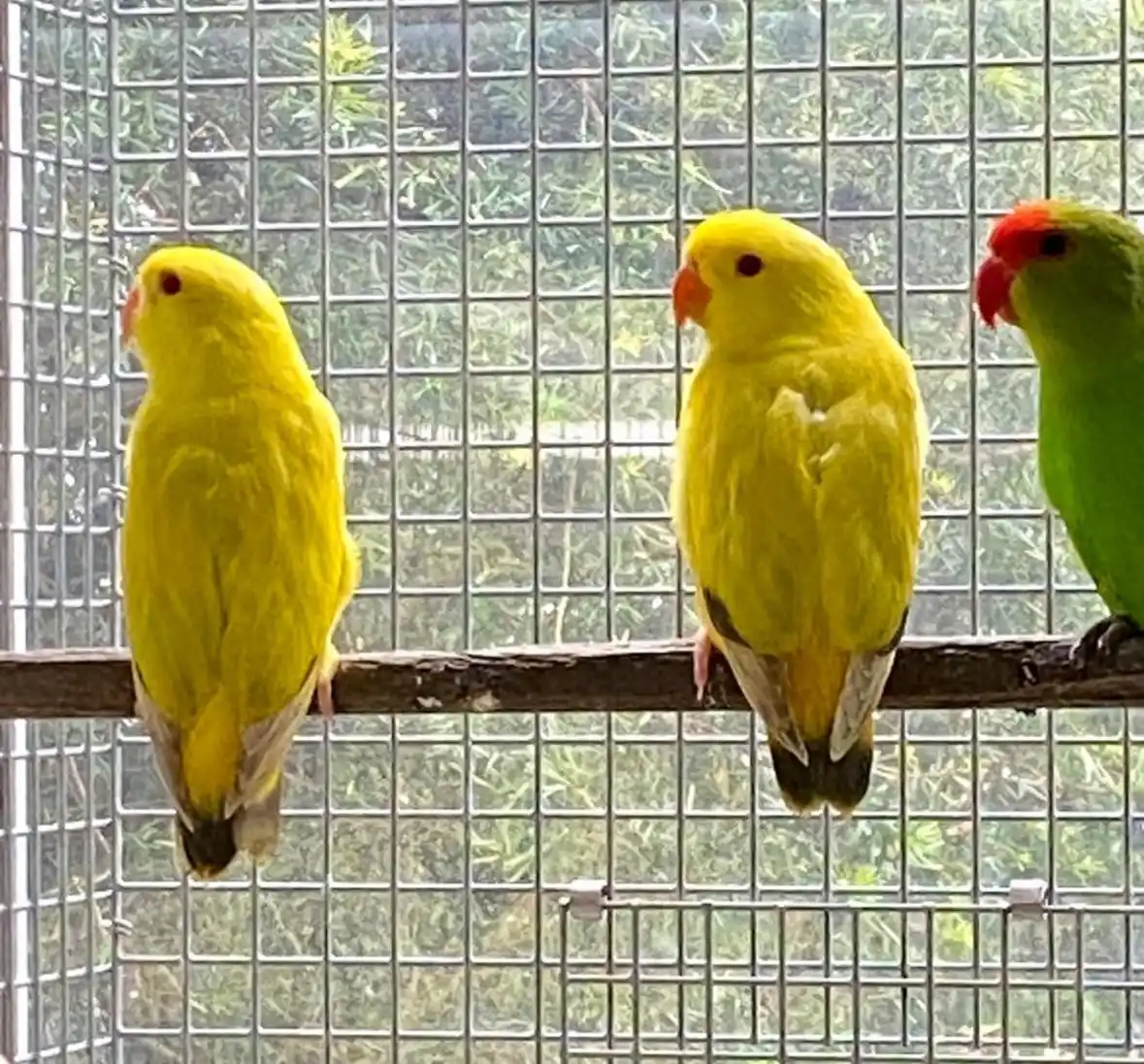 Ornitho-Genetics VZW - Dirk Van den Abeele post