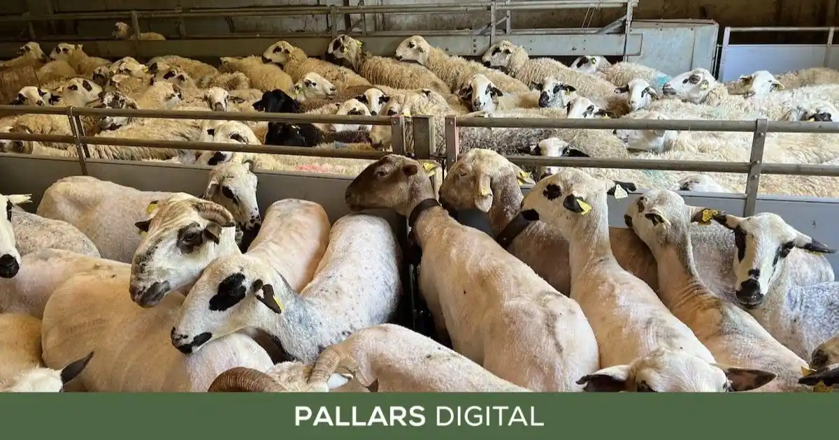 Pallars Digital post