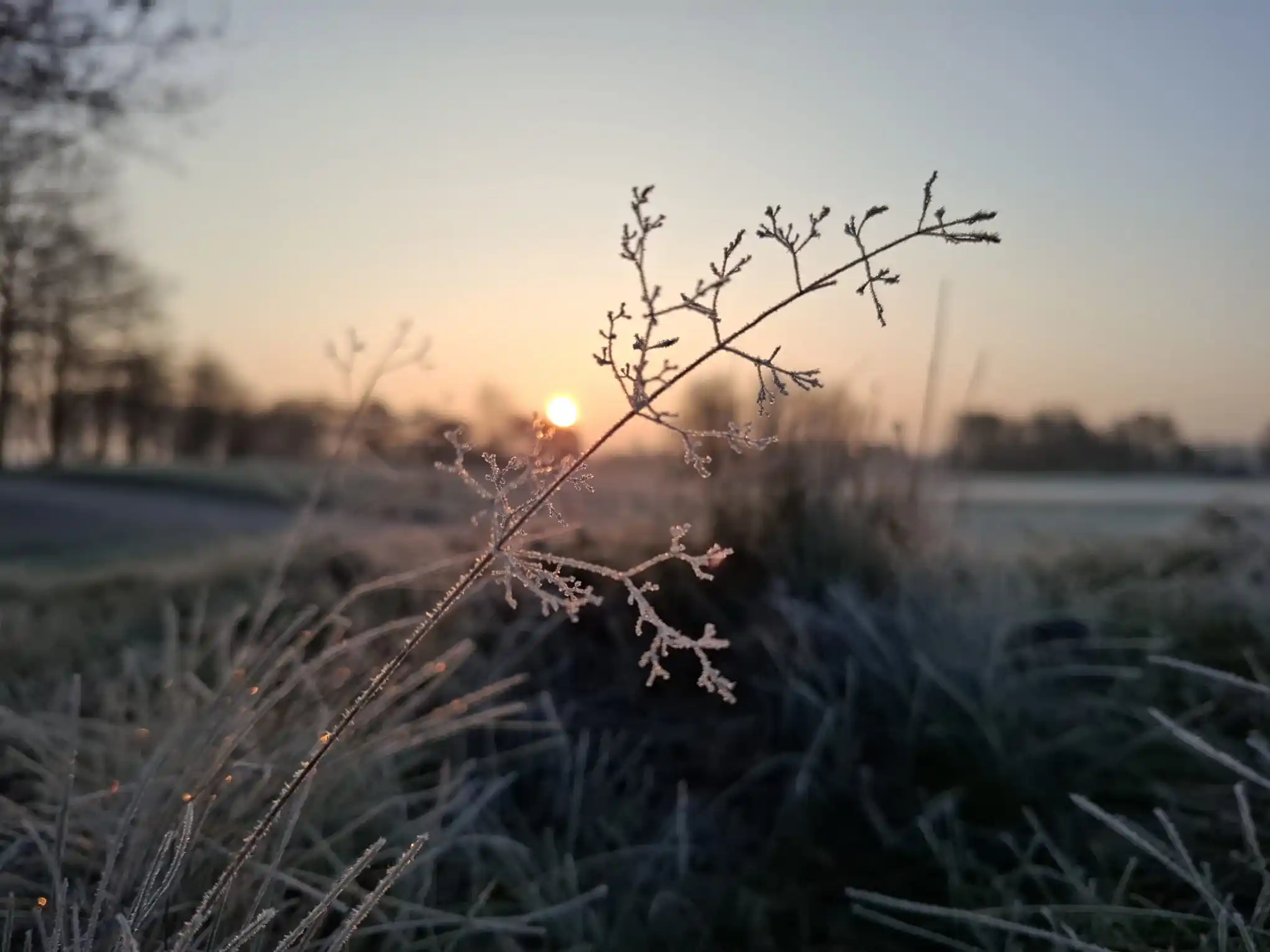 Piet Grasspriet 🌾 post