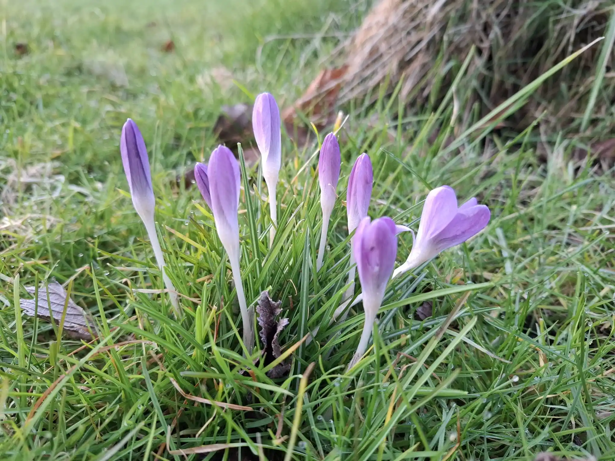 Piet Grasspriet 🌾 post