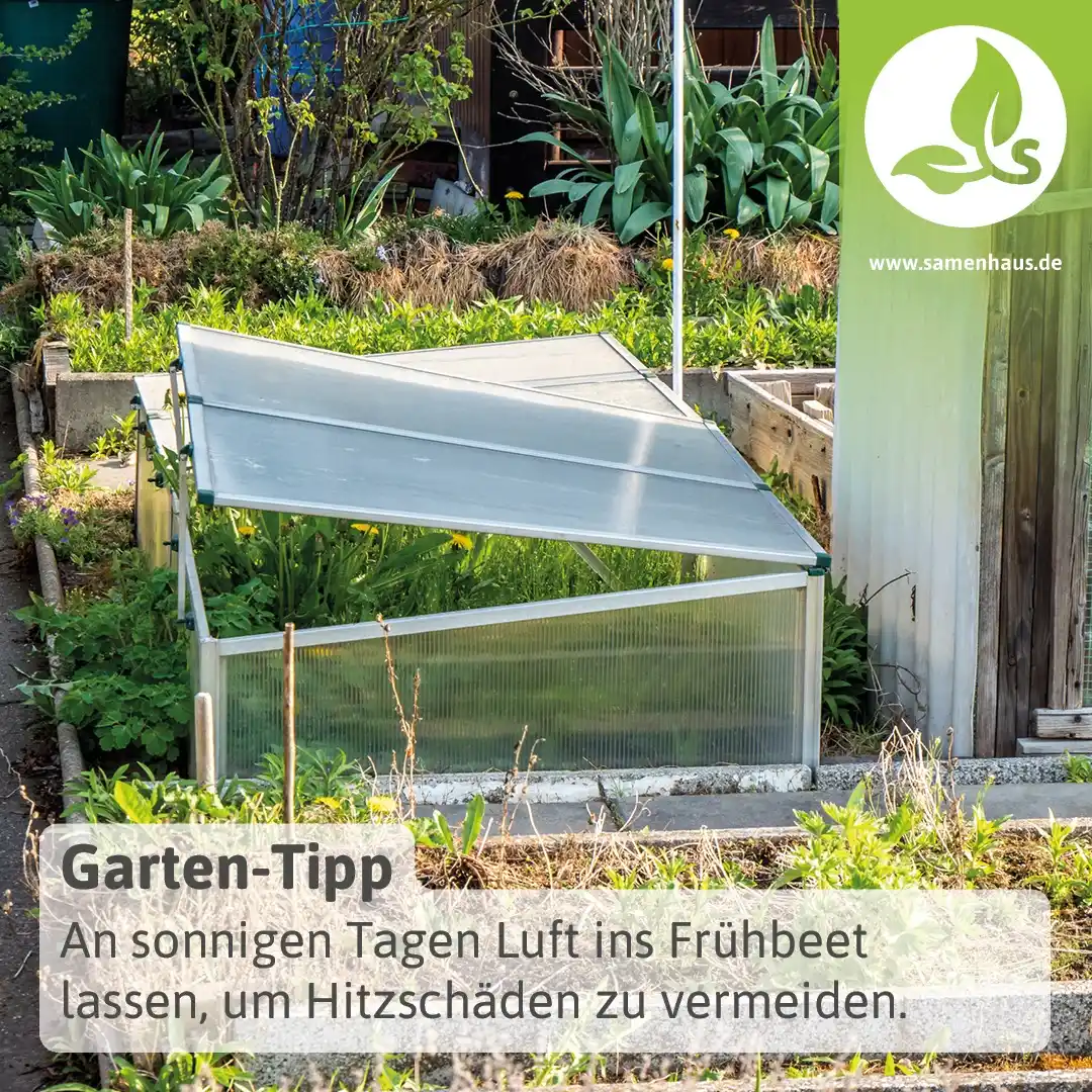 Image from Samenhaus.de Gartenkanal: Wenn die Sonne sich wieder vermehrt zeigt, ist es Zeit, eurem Frühbeet...
