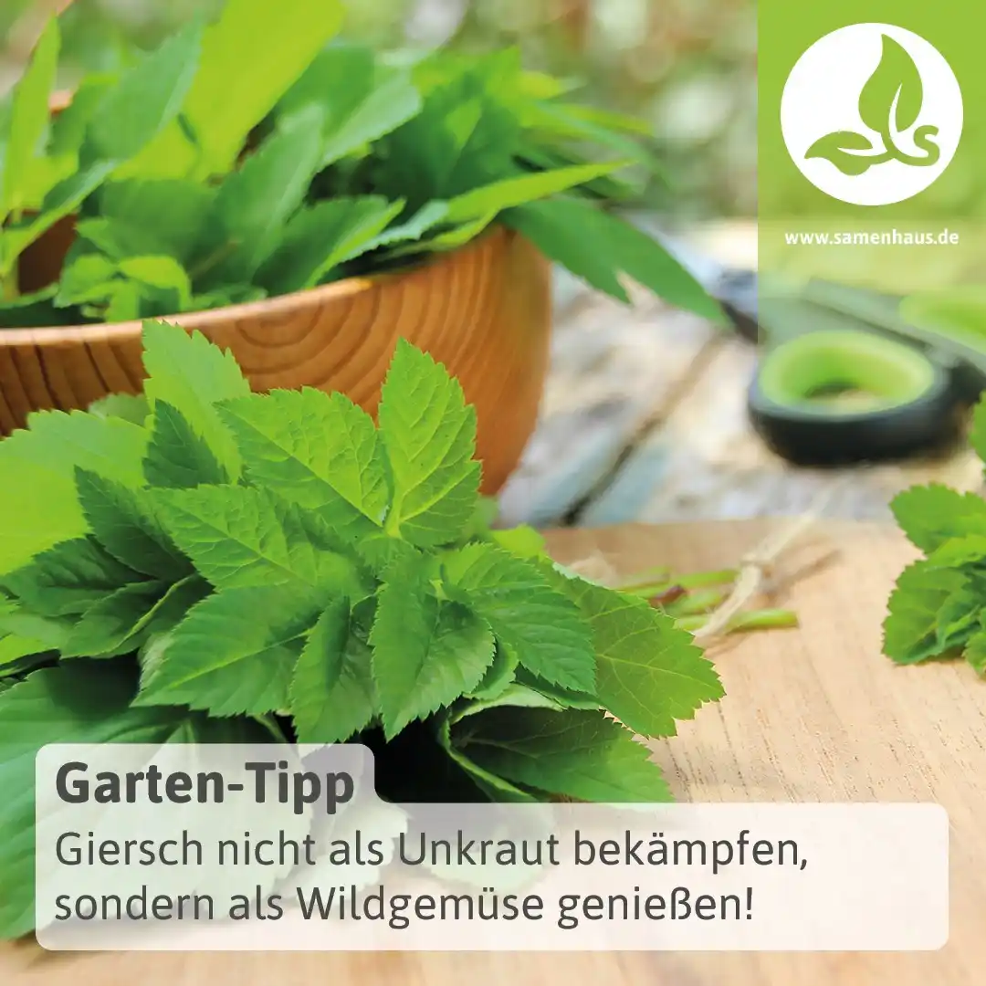 Image from Samenhaus.de Gartenkanal: Habt ihr eigentlich immer mit Giersch im Garten zu kämpfen? Bestimmt h...