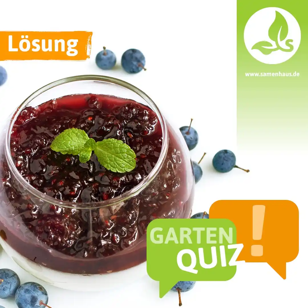 Samenhaus.de Gartenkanal post