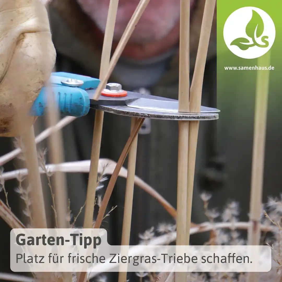 Image from Samenhaus.de Gartenkanal: Habt ihr eure *Ziergräser* schon frisiert? 😉 Jetzt, Ende Februar, ist...