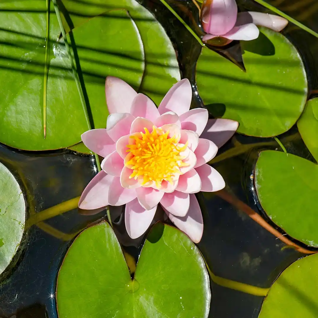 Image from Samenhaus.de Gartenkanal: Guten Morgen ihr Lieben! 🌸 Heute geht's um die Verwendung von Seerose...