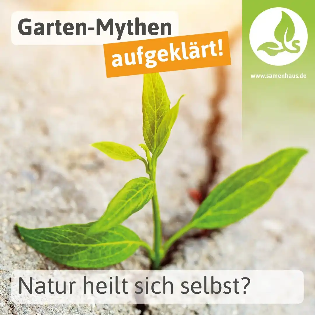 Image from Samenhaus.de Gartenkanal: Wir hatten ein kleines Verständigungsproblem und Ihr profitiert jetzt ...