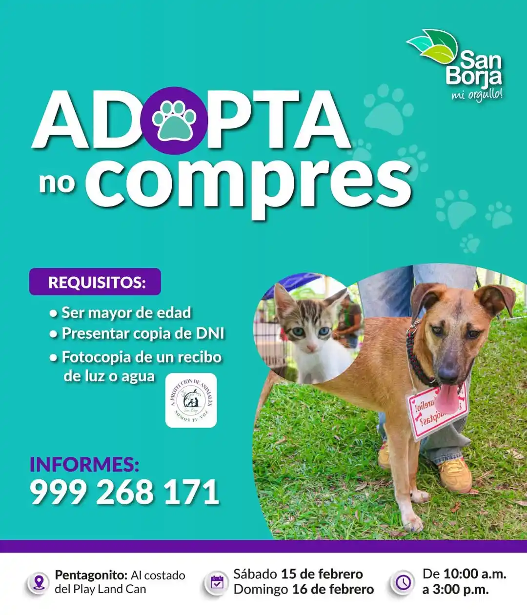 Image from San Borja Informa📢: ¡Dale un hogar lleno de cariño a un amiguito peludo!🐾 🐈 🐕 Particip...
